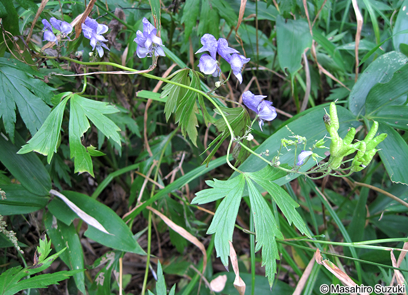 エゾトリカブト Aconitum sachalinense subsp. yezoense