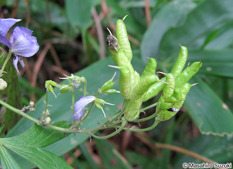 エゾトリカブト Aconitum sachalinense subsp. yezoense