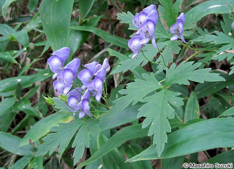 エゾトリカブト Aconitum sachalinense subsp. yezoense