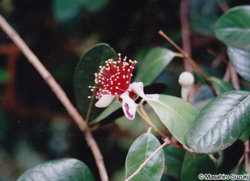 フェイジョア Acca sellowiana