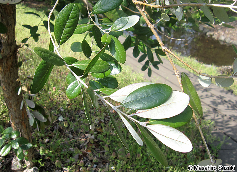 フェイジョア Acca sellowiana