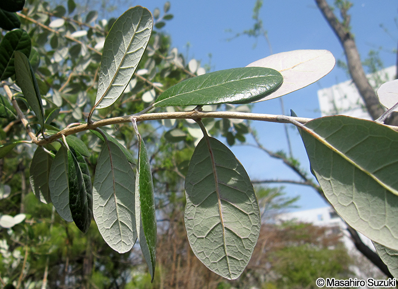 フェイジョア Acca sellowiana