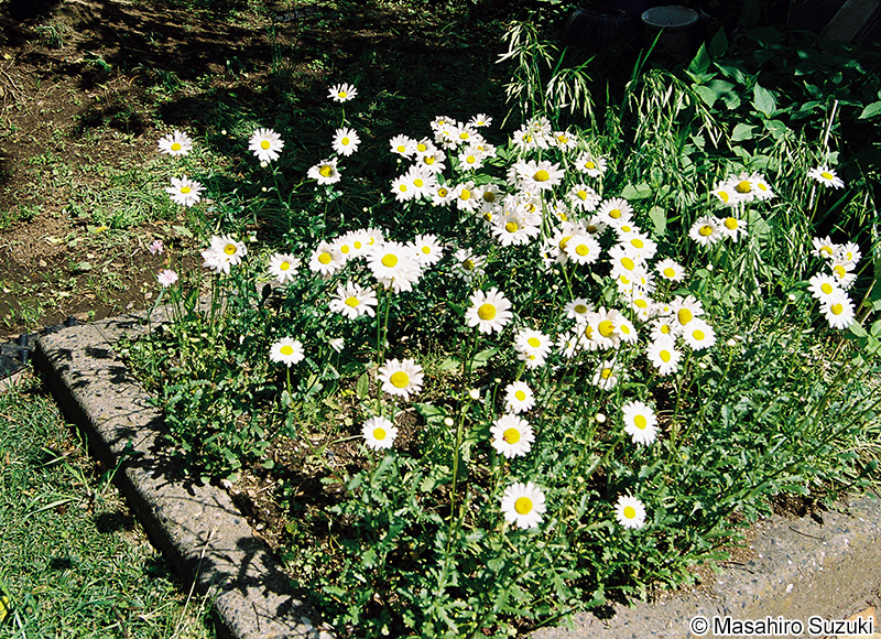 フランスギク Leucanthemum vulgare