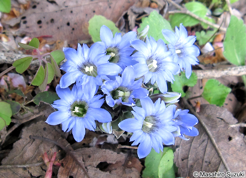 フデリンドウ Gentiana zollingeri