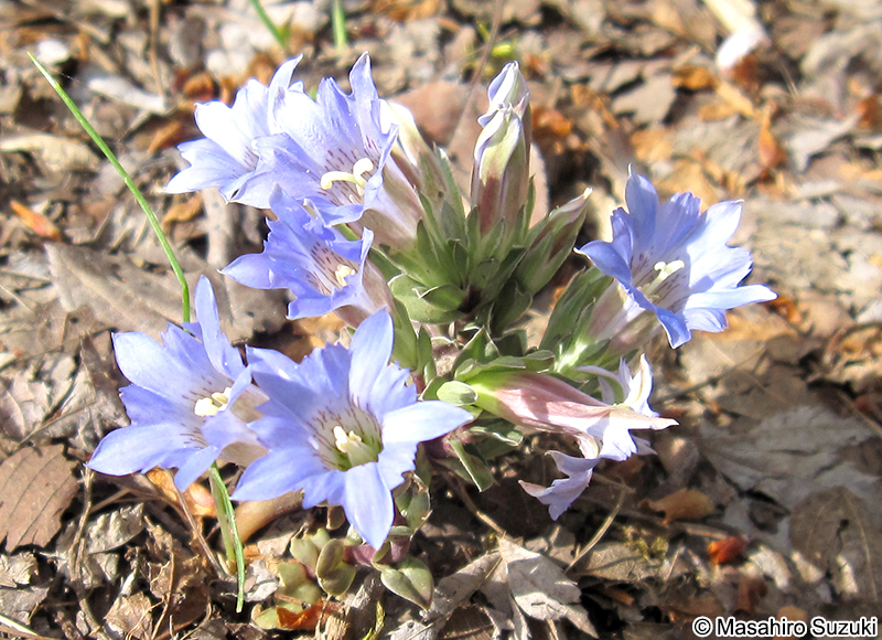 フデリンドウ Gentiana zollingeri