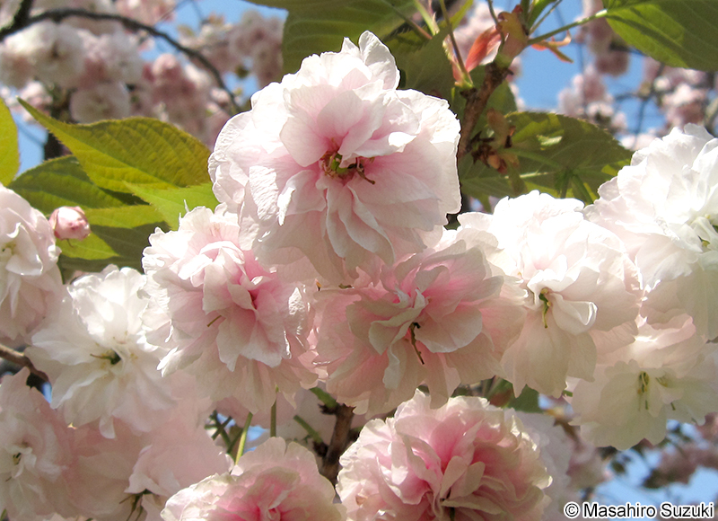 フゲンゾウ Cerasus serrulata 'Alborosea'