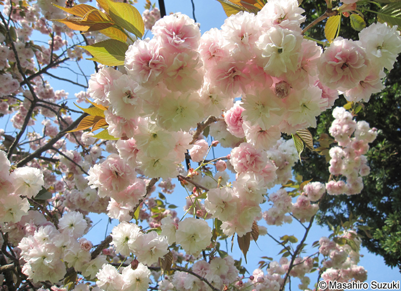フゲンゾウ Cerasus serrulata 'Alborosea'