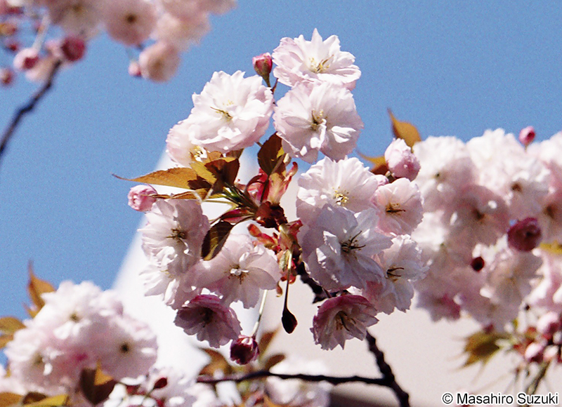 フゲンゾウ Cerasus serrulata 'Alborosea'