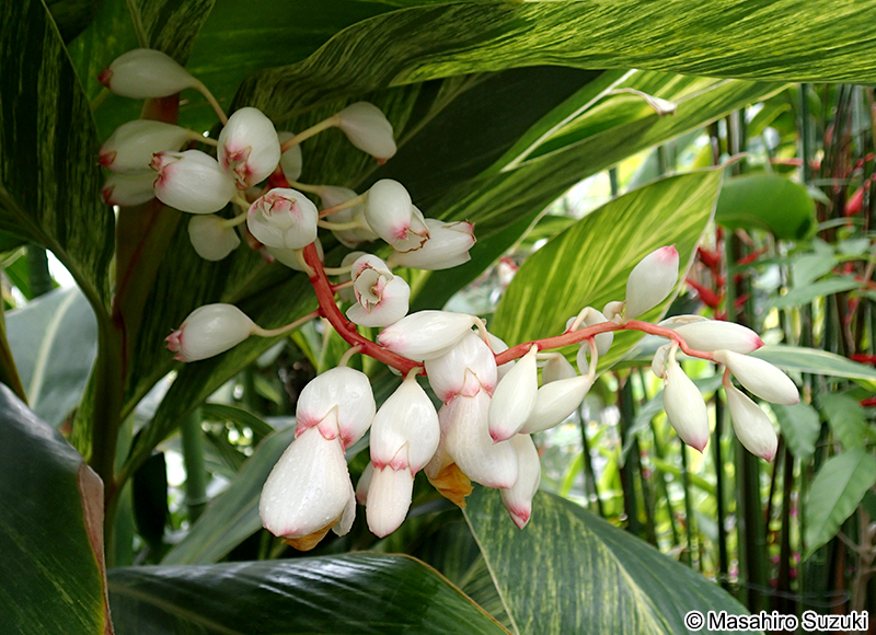 フイリゲットウ Alpinia vittata