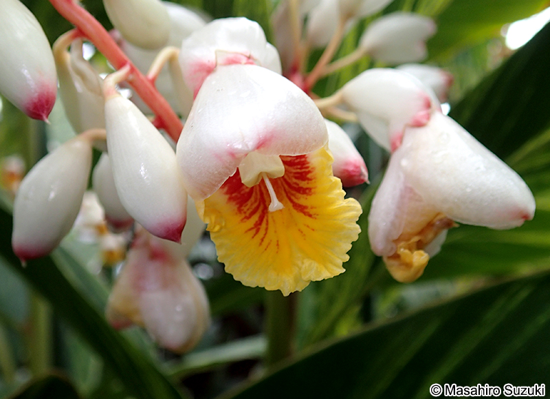 フイリゲットウ Alpinia vittata