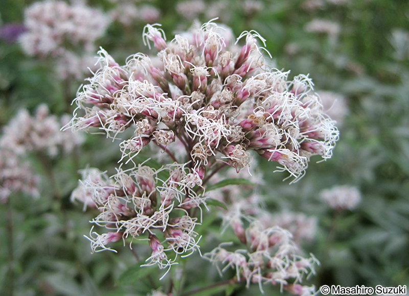 フジバカマ Eupatorium japonicum