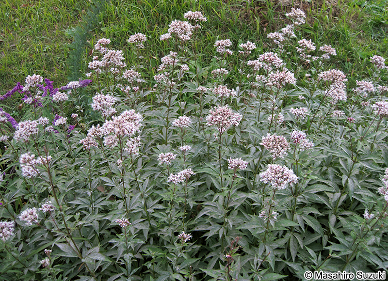 フジバカマ Eupatorium japonicum