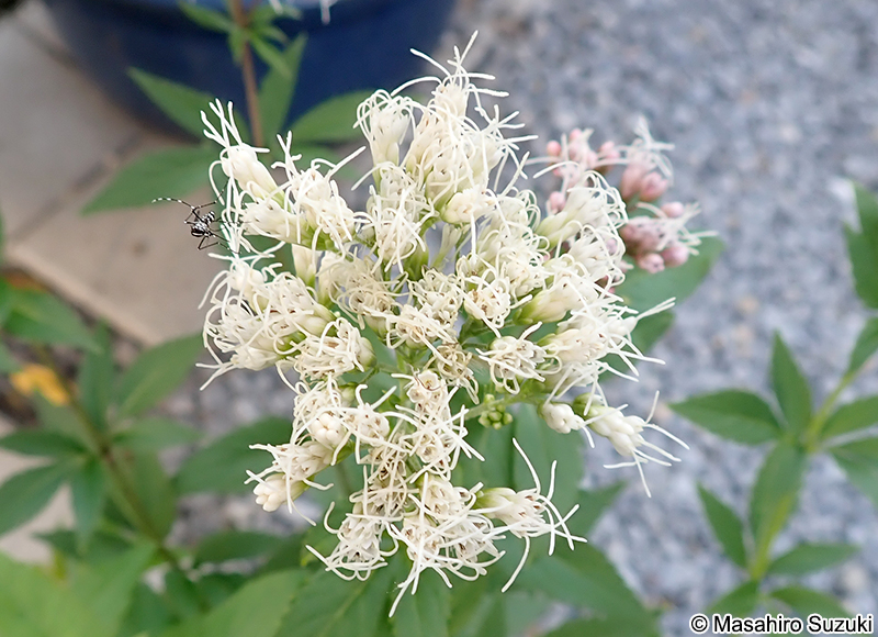 コバノフジバカマ Eupatorium fortunei