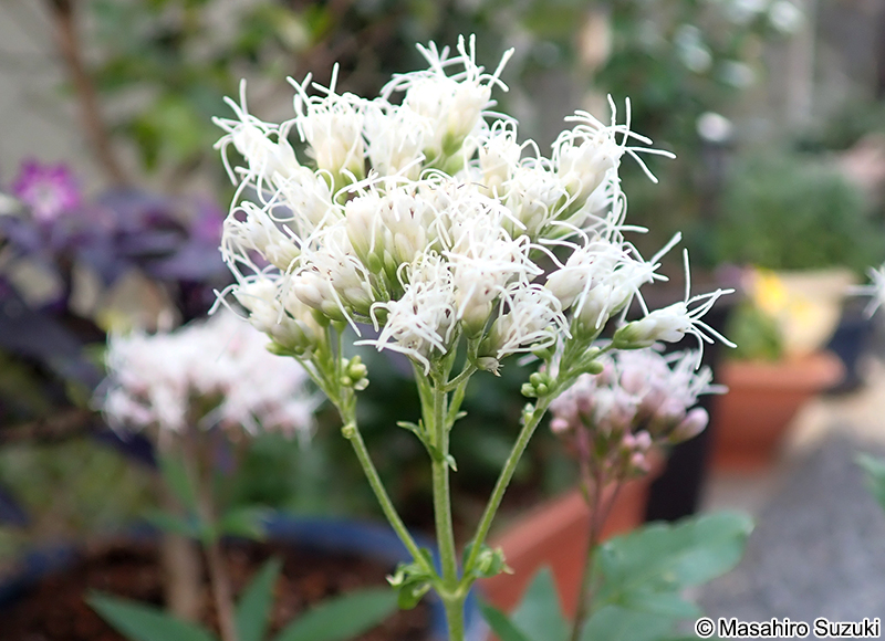 コバノフジバカマ Eupatorium fortunei