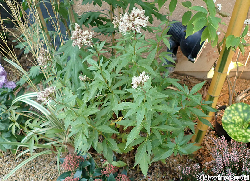 コバノフジバカマ Eupatorium fortunei