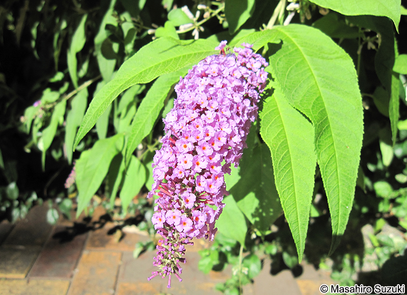 フジウツギ Buddleja japonica