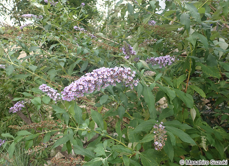 フジウツギ Buddleja japonica