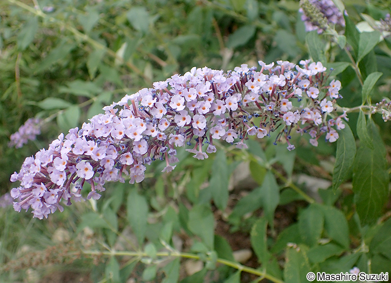フジウツギ Buddleja japonica