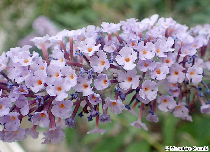 フジウツギ Buddleja japonica