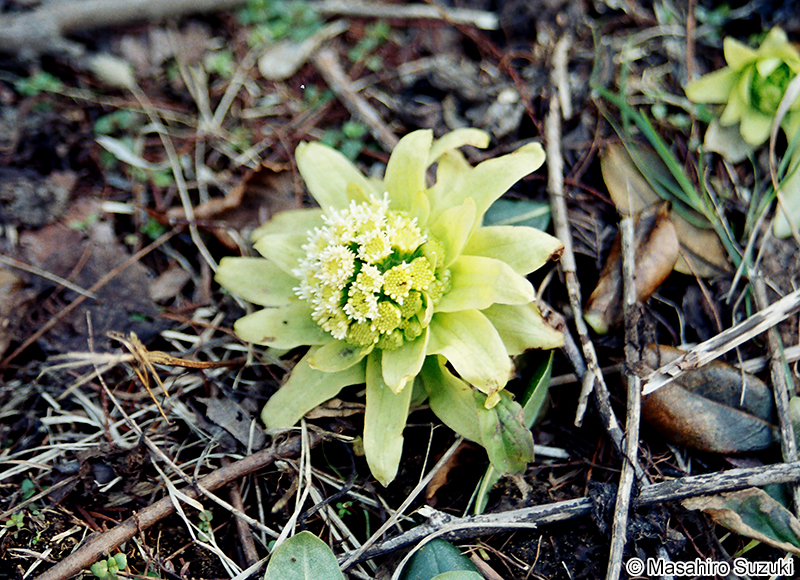 フキ Petasites japonicus