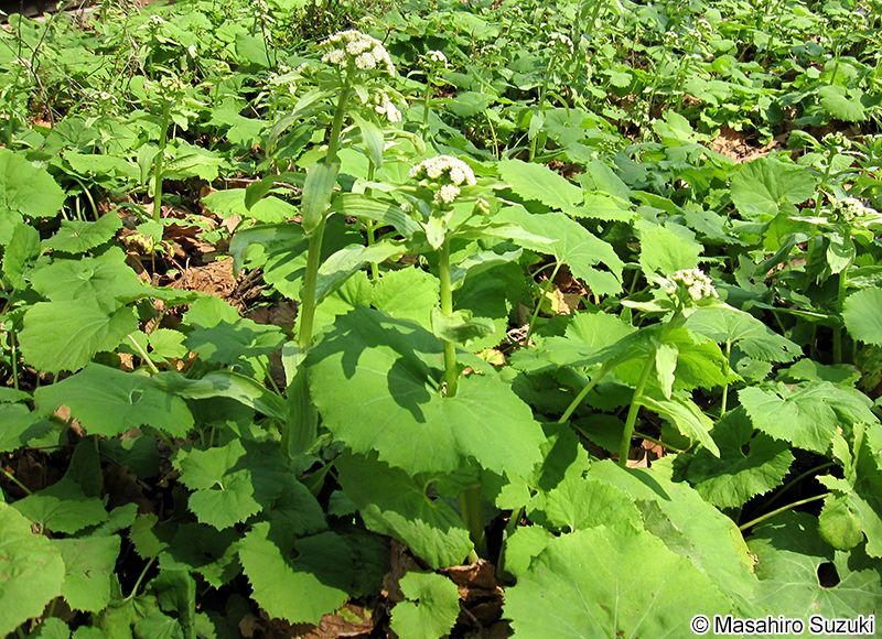 フキ Petasites japonicus