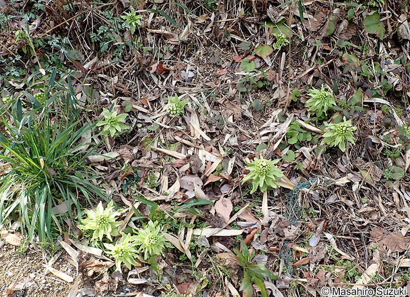 フキ Petasites japonicus