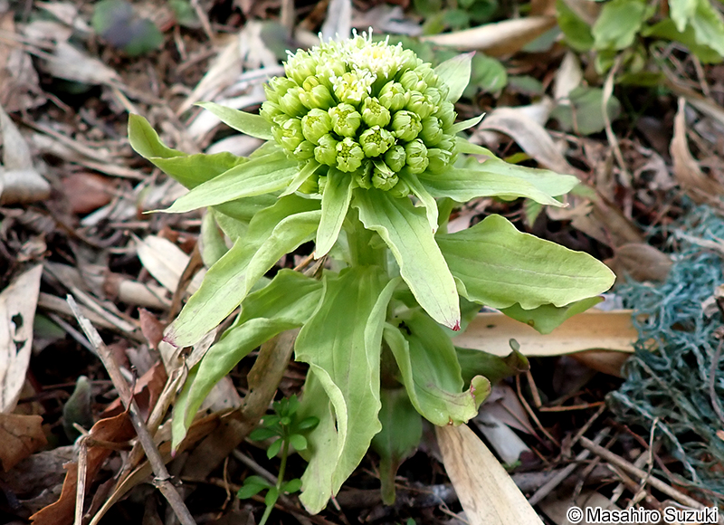 フキ Petasites japonicus