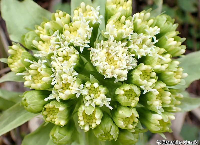 フキ Petasites japonicus