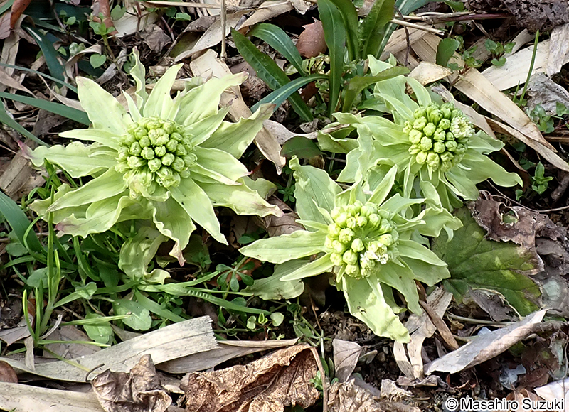 フキ Petasites japonicus
