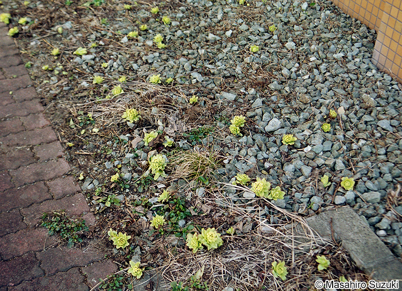 フキ Petasites japonicus