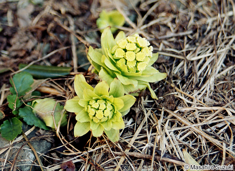 フキ Petasites japonicus