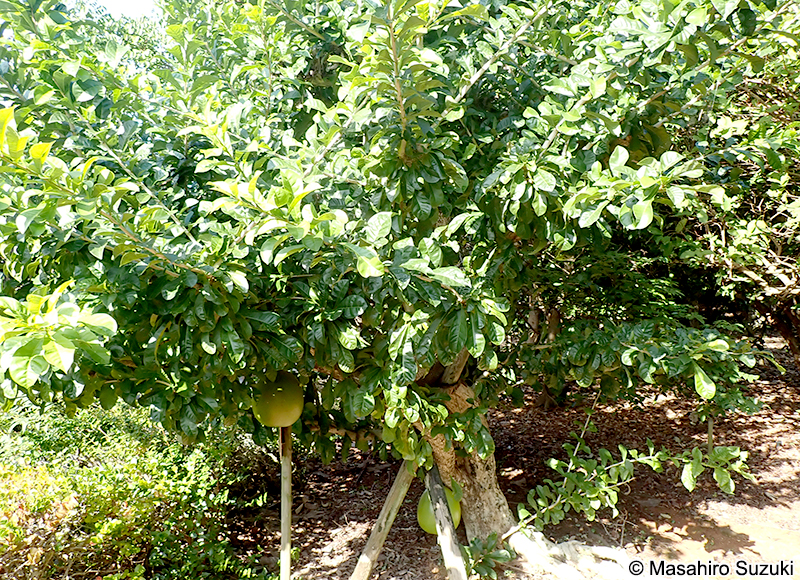 フクベノキ Crescentia cujete