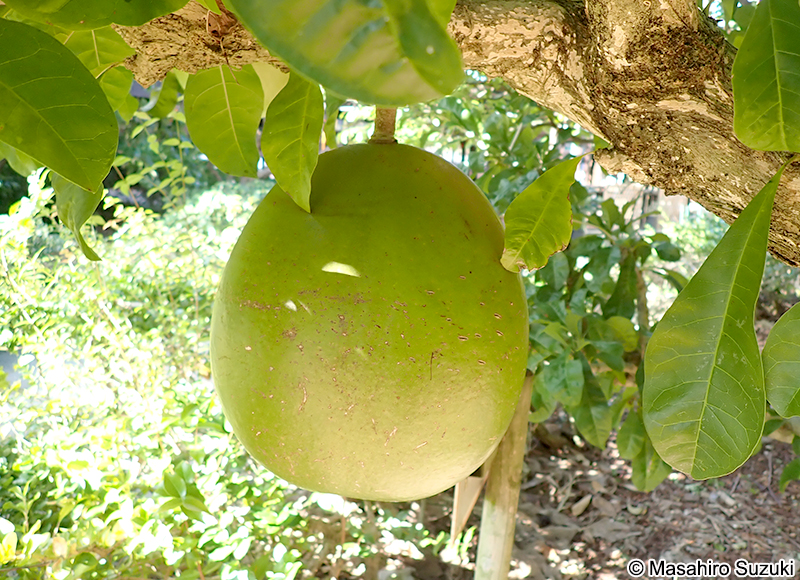 フクベノキ Crescentia cujete