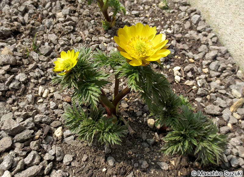 フクジュソウ Adonis ramosa