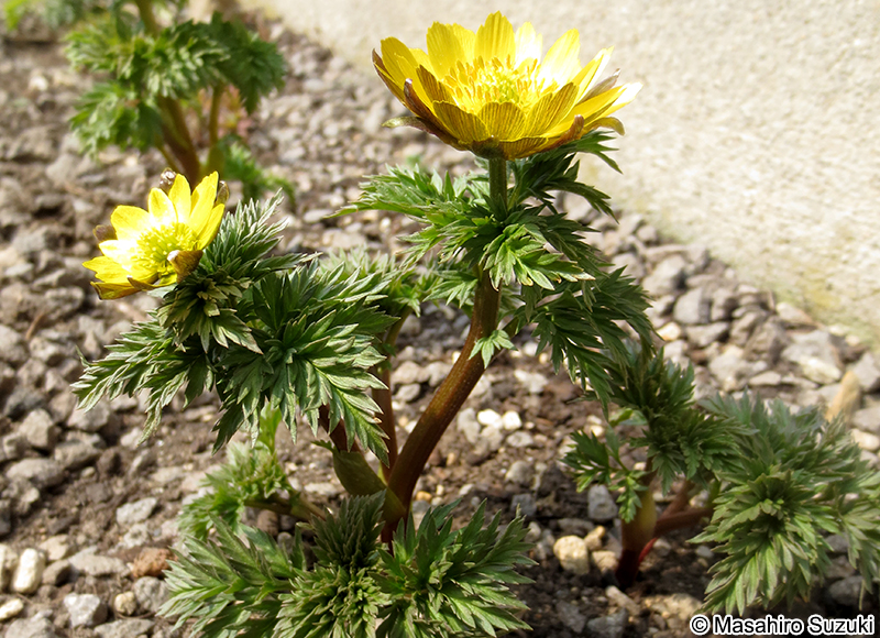 フクジュソウ Adonis ramosa