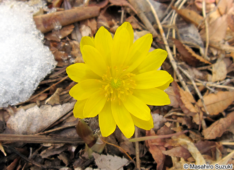 フクジュソウの花