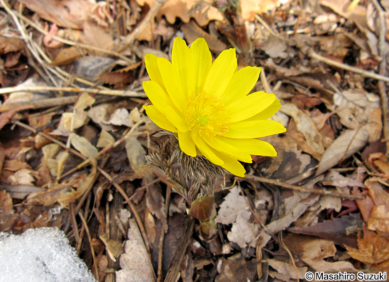 フクジュソウ Adonis ramosa