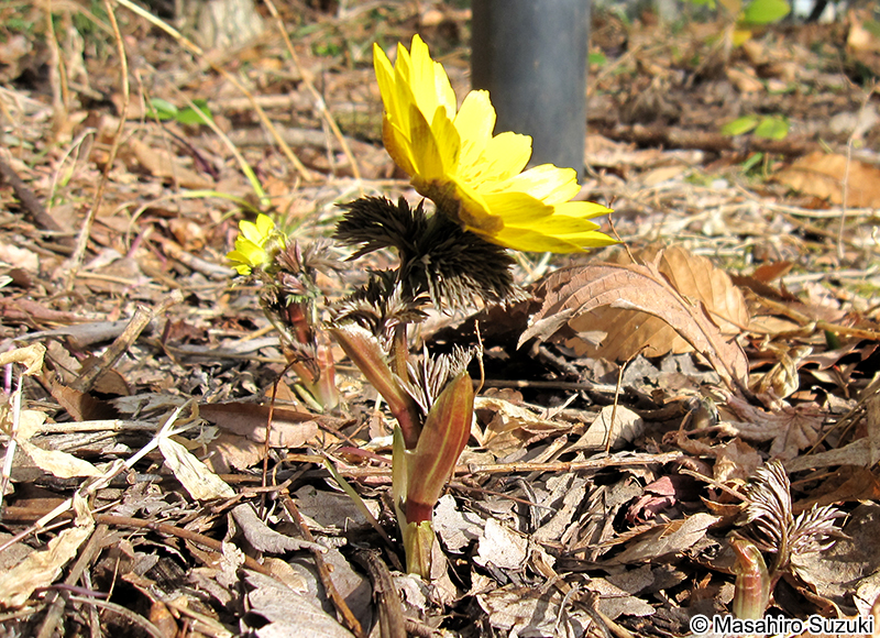 フクジュソウ Adonis ramosa