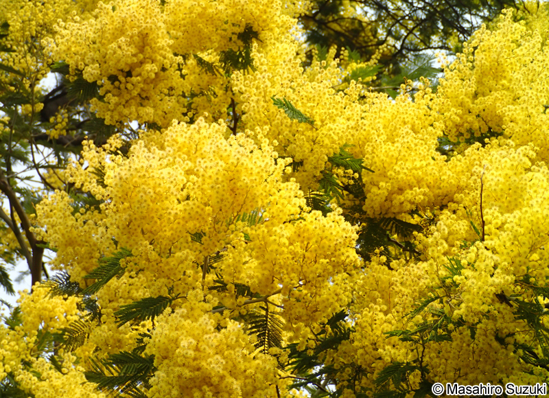 フサアカシア Acacia dealbata