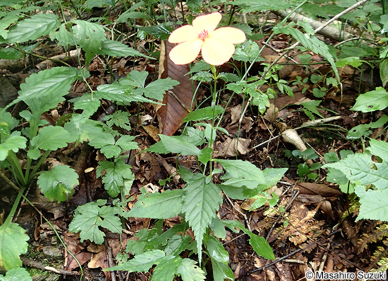 フシグロセンノウ Silene miqueliana