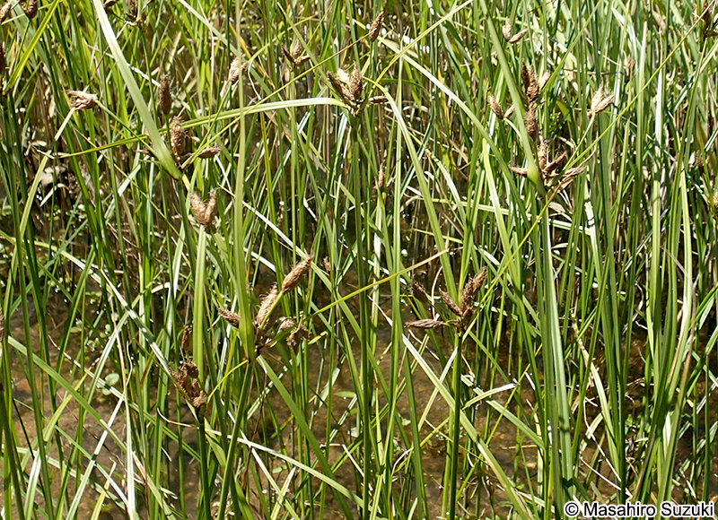 フトイ Schoenoplectus tabernaemontani