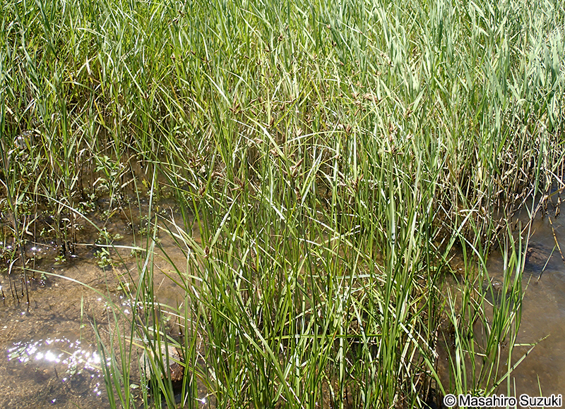 フトイ Schoenoplectus tabernaemontani