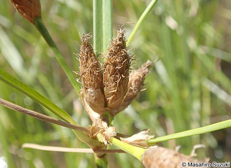 フトイ Schoenoplectus tabernaemontani