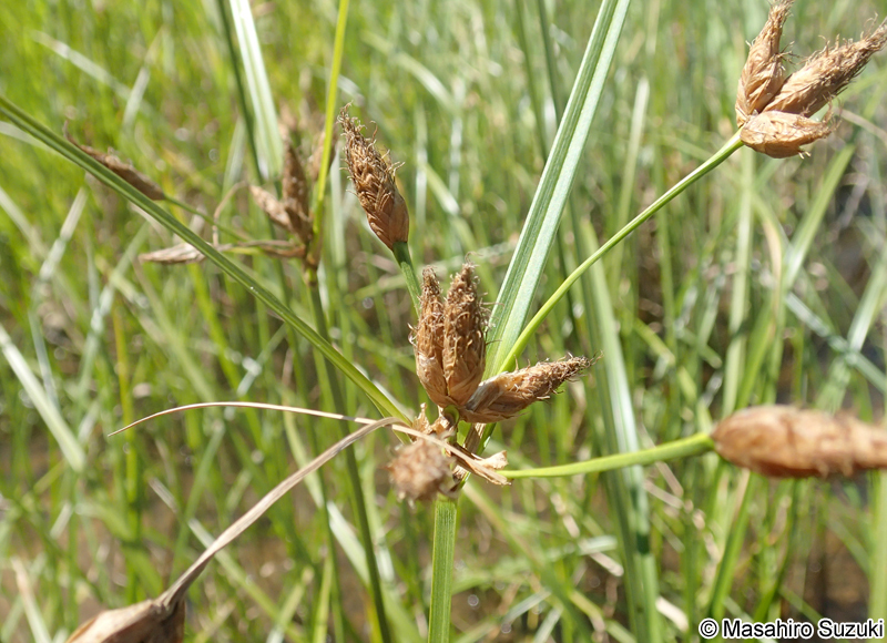 フトイ Schoenoplectus tabernaemontani