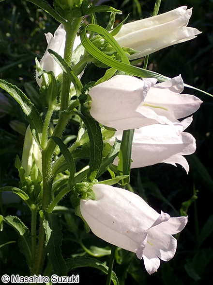 フウリンソウ Campanula medium