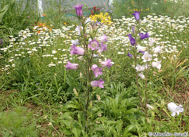 フウリンソウ Campanula medium