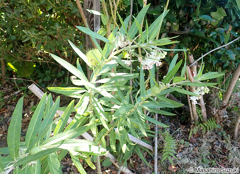 フウセントウワタ Gomphocarpus physocarpus