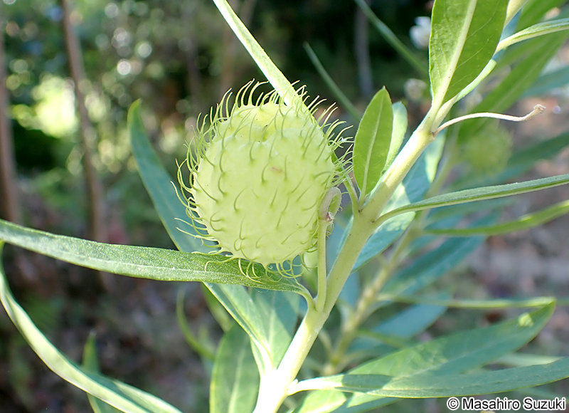 フウセントウワタ Gomphocarpus physocarpus