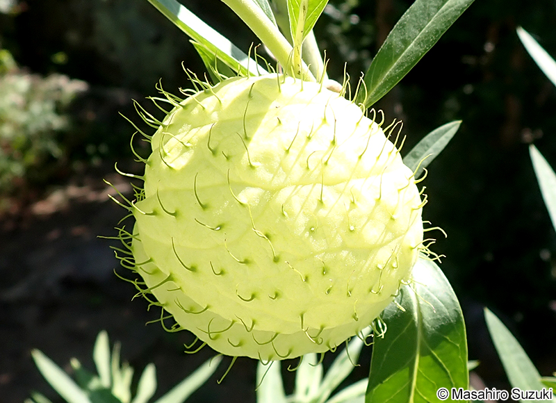 フウセントウワタ Gomphocarpus physocarpus