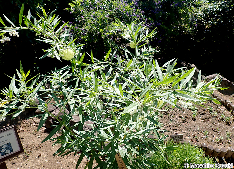 フウセントウワタ Gomphocarpus physocarpus